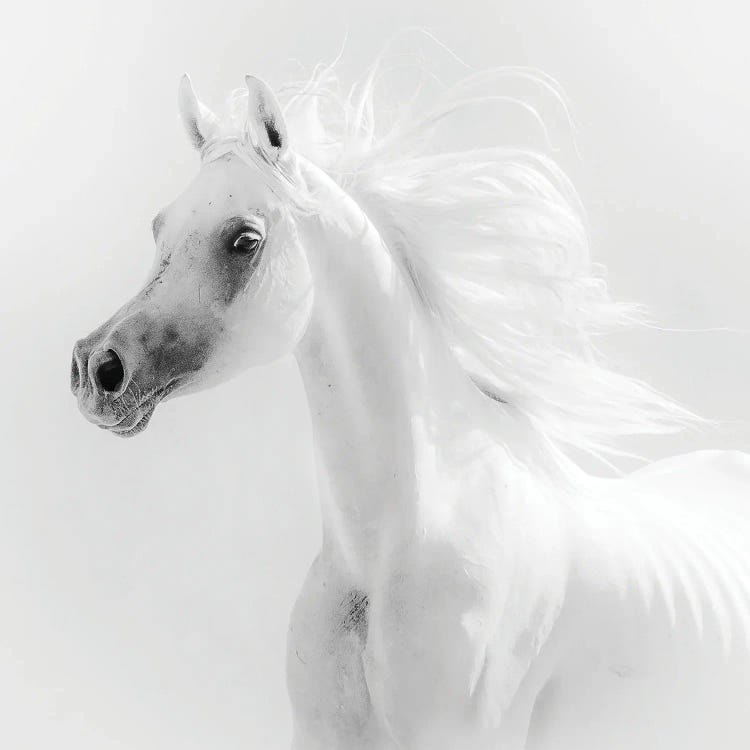 Dream Horse by Alaa El Deeb wall art