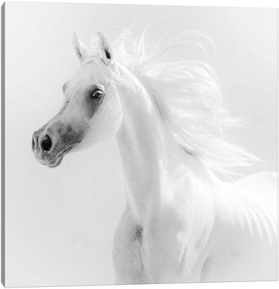Dream Horse Canvas Art Print