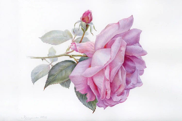 Rose Blue Moon by Yulia Krasnov wall art