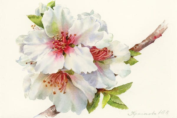 Blossoms: Almond Blossom by Yulia Krasnov