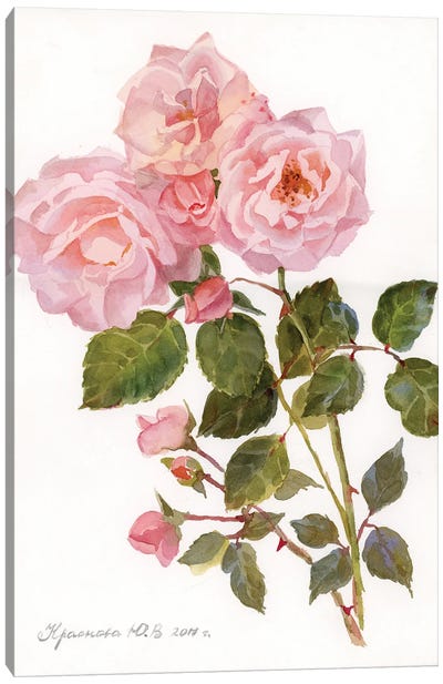 Garden Roses Canvas Art Print - Botanical Illustrations