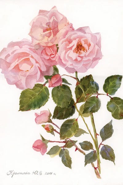Fine Art Print: Garden Roses by Yulia Krasnov