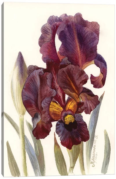 Iris Dark Burgundy Canvas Art Print - Intricate Watercolors