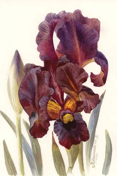 Intricate Watercolors: Iris Dark Burgundy by Yulia Krasnov