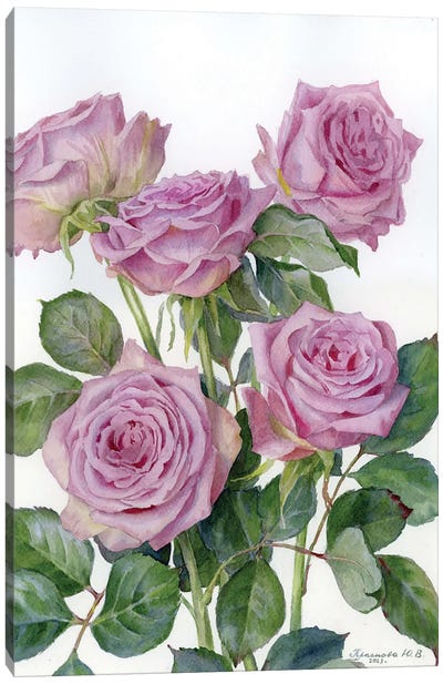 Lilac Roses Canvas Art Print - Botanical Illustrations