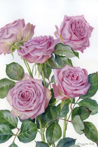 Botanical Illustrations: Lilac Roses by Yulia Krasnov