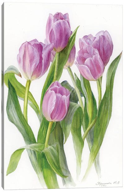 Lilac Tulips Canvas Art Print - Botanical Illustrations