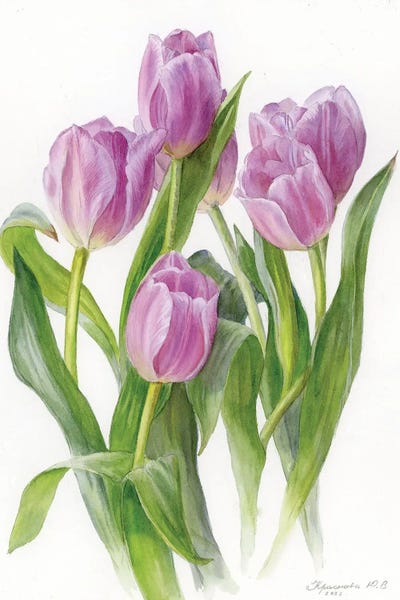 Botanical Illustrations: Lilac Tulips by Yulia Krasnov