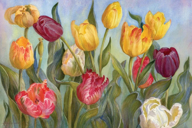 Multicolored Tulips