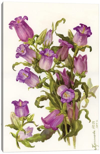 Pink Bellflowers Canvas Art Print - Botanical Illustrations