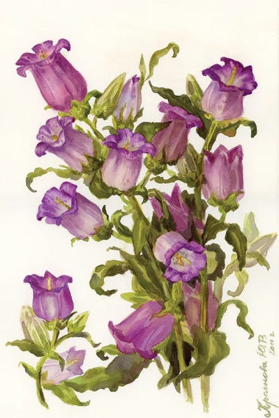Botanical Illustrations: Pink Bellflowers by Yulia Krasnov