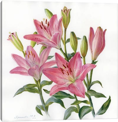 Pink Lilies Canvas Art Print - Botanical Illustrations