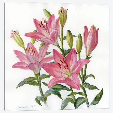 Pink Lilies Canvas Print #YKV30} by Yulia Krasnov Canvas Art