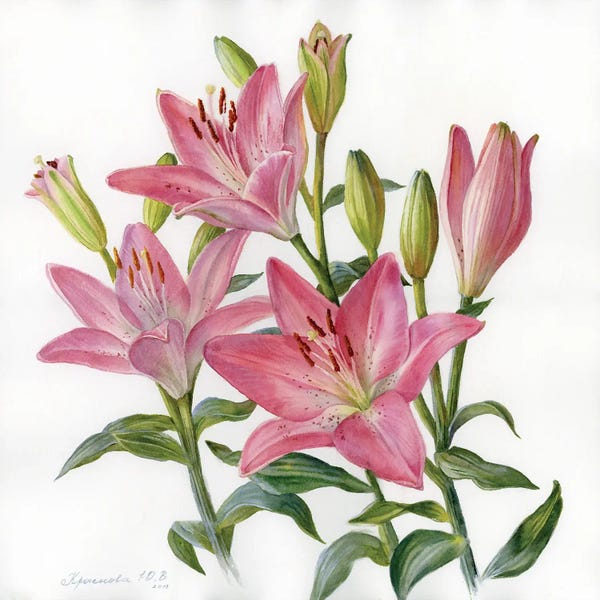 Botanical Illustrations: Pink Lilies by Yulia Krasnov
