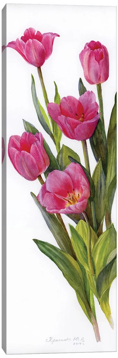 Pink Tulips Canvas Art Print - Botanical Illustrations