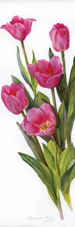 Pink Tulips