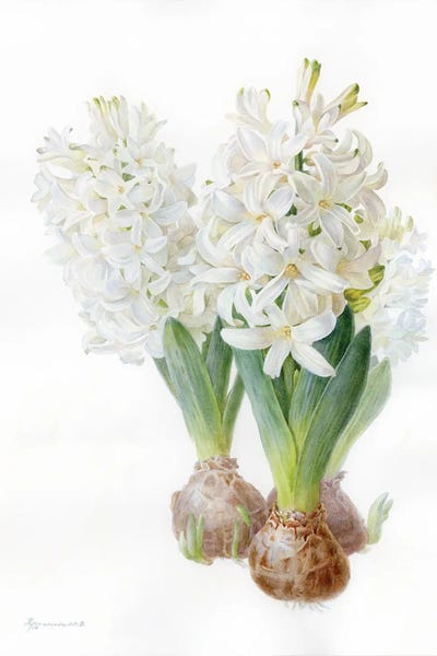 White Hyacinth by Yulia Krasnov canvas print