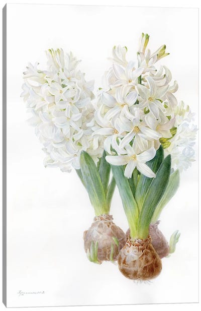 White Hyacinth Canvas Art Print - Botanical Illustrations