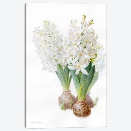 White Hyacinth Canvas Print #YKV52} by Yulia Krasnov Canvas Art