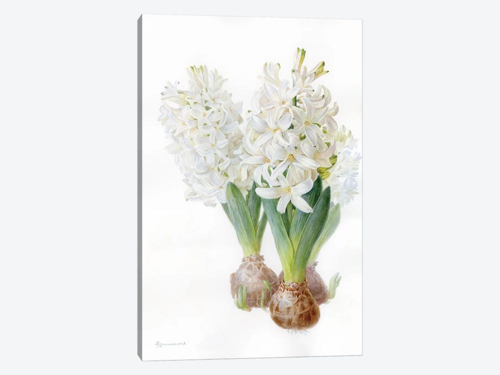 White Hyacinth by Yulia Krasnov 1-piece Canvas Art Print