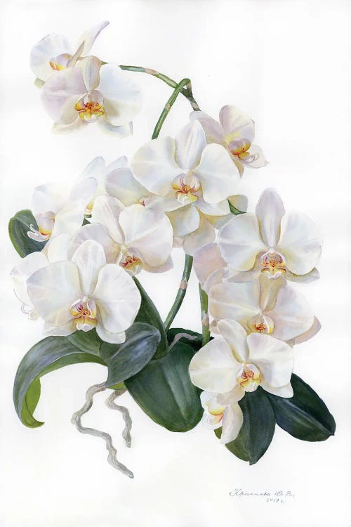 White Orchid