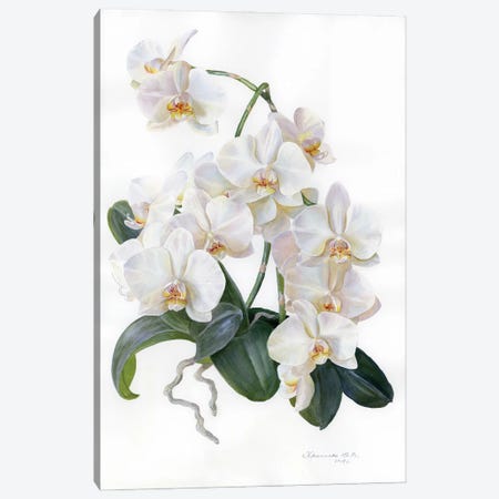 White Orchid Canvas Print #YKV53} by Yulia Krasnov Canvas Wall Art