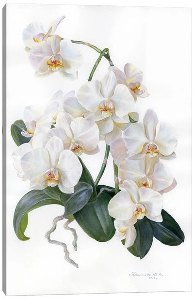 White Orchid Canvas Art Print - Yulia Krasnov
