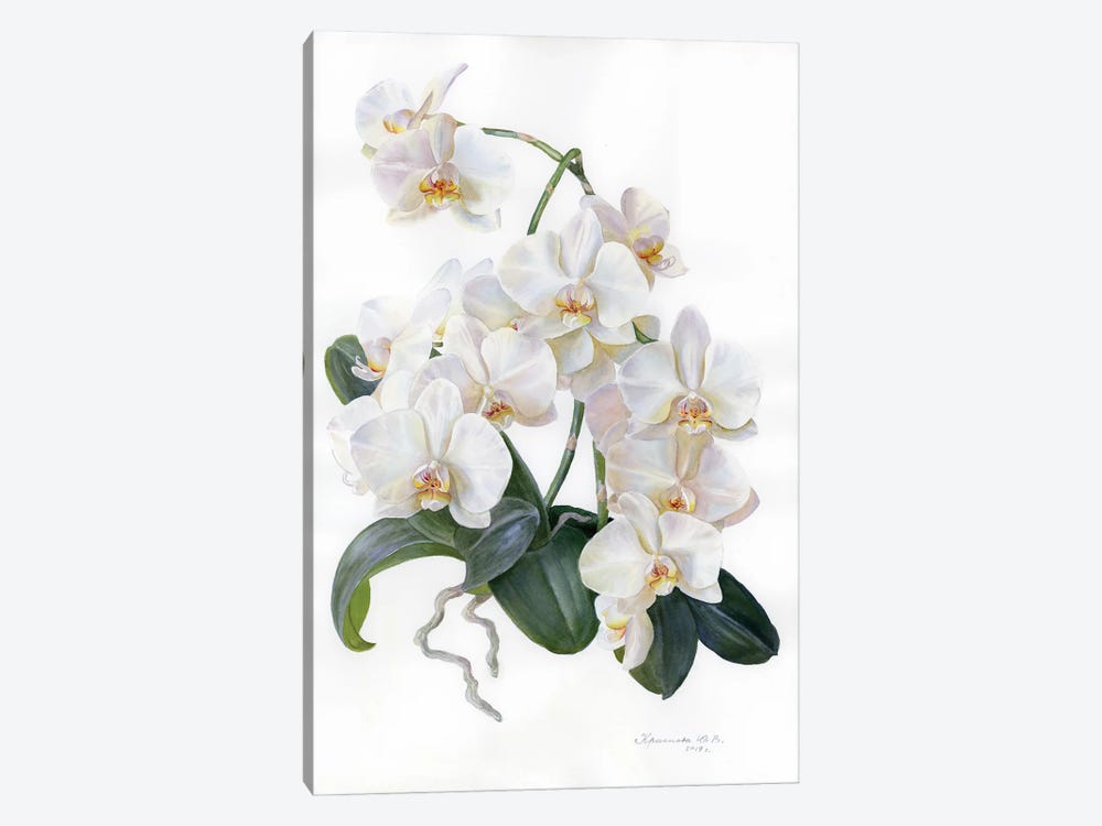 White Orchid by Yulia Krasnov 1-piece Canvas Wall Art