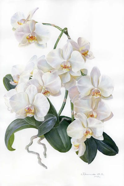 Orchids: White Orchid by Yulia Krasnov