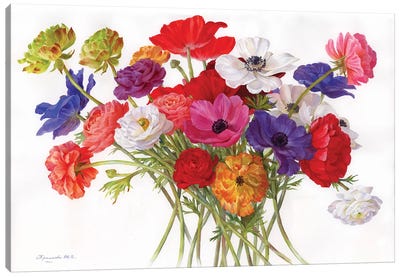 Flower Fireworks Canvas Art Print - Botanical Illustrations