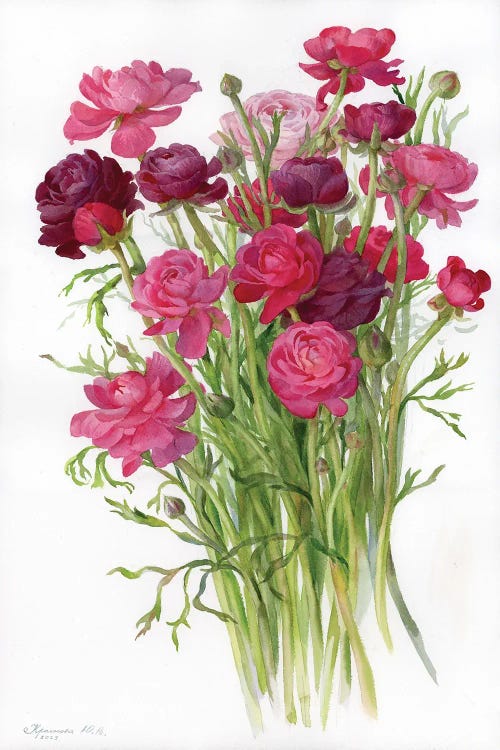 Ranunculus