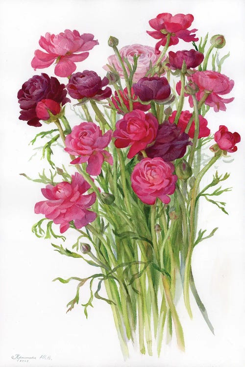 Ranunculus by Yulia Krasnov wall art