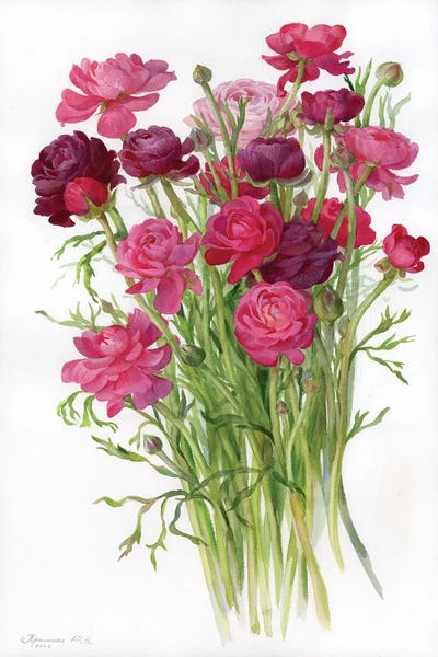 Contemporary Fine Art: Ranunculus by Yulia Krasnov