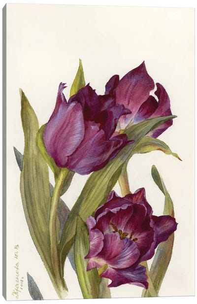 Burgundy Tulips Canvas Art Print - Yulia Krasnov