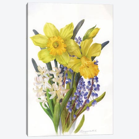Daffodils, Hyacinth And Muscari Canvas Print #YKV69} by Yulia Krasnov Art Print
