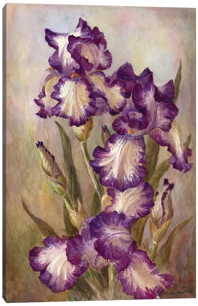 Terry Irises Canvas Art Print - Yulia Krasnov