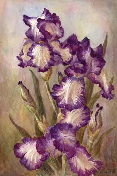 Yulia Krasnov: Terry Irises by Yulia Krasnov