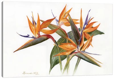 Strelitzia Canvas Art Print - Bird of Paradise Art