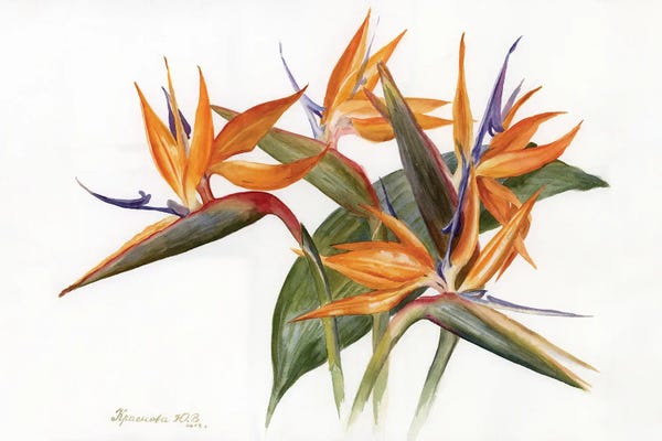 Birds Of Paradise: Strelitzia by Yulia Krasnov