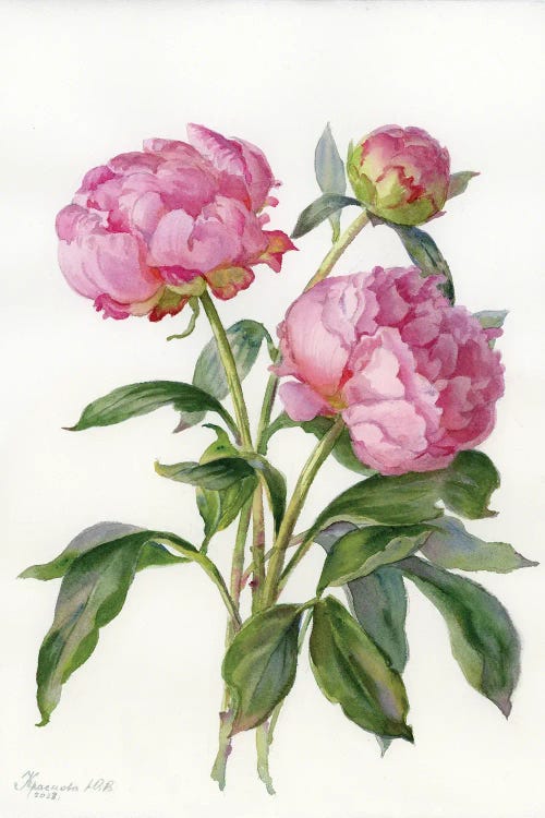 Three Peonies by Yulia Krasnov wall art