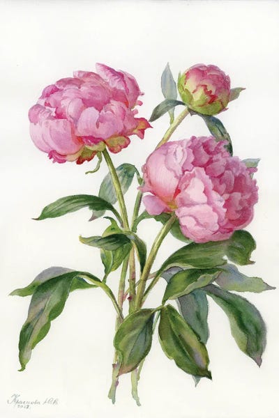 Peonies: Three Peonies by Yulia Krasnov