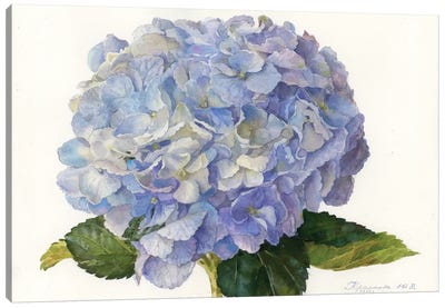 Planet Hydrangea Canvas Art Print - Hand Drawings & Sketches