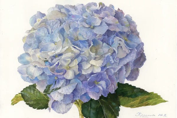 Shabby Chic Décor: Planet Hydrangea by Yulia Krasnov