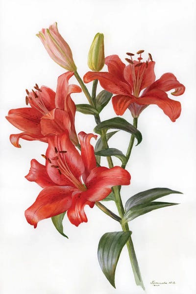 Lilies: Red Lily by Yulia Krasnov