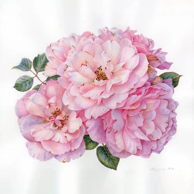 Pink Roses by Yulia Krasnov framed wall art