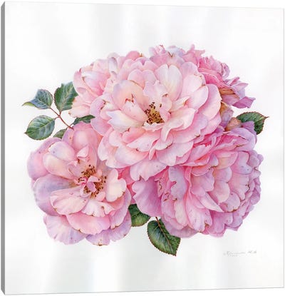 Pink Roses Canvas Art Print - Yulia Krasnov