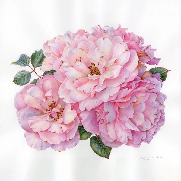 Fine Art Print: Pink Roses by Yulia Krasnov