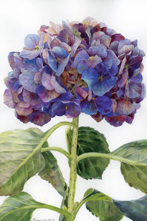Hydrangea In Gothic Shades by Yulia Krasnov wall art