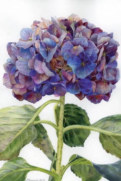 Hydrangeas: Hydrangea In Gothic Shades by Yulia Krasnov