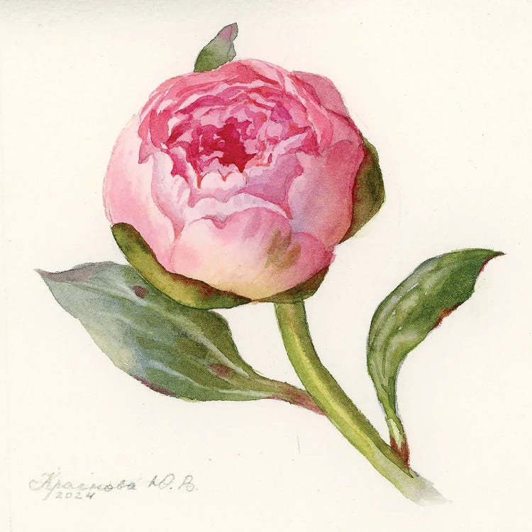 Peony III by Yulia Krasnov wall art